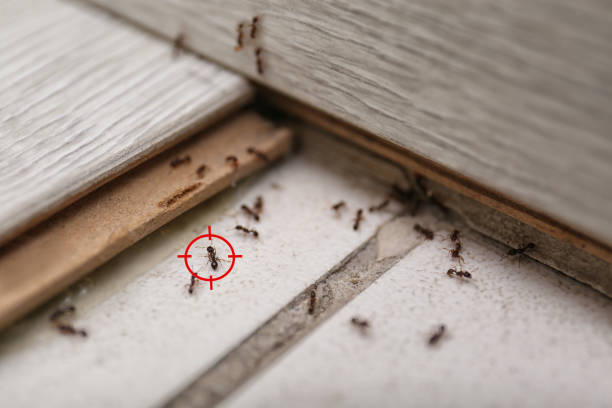 Best Ant Control Services  in Fullerton, PA