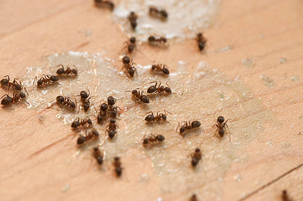 Best Wildlife Control Services  in Fullerton, PA