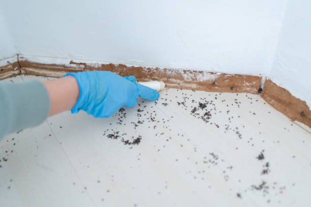Best Termite Control Services  in Fullerton, PA